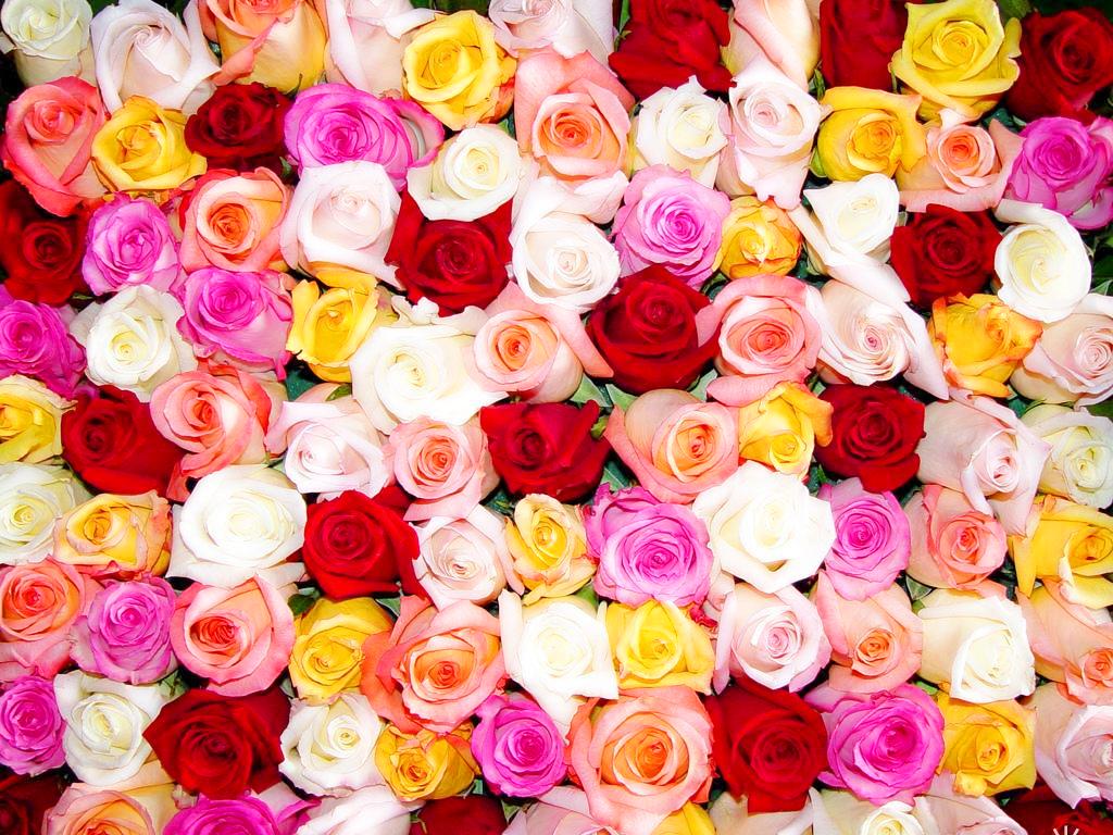 Фото цветы бесплатно на рабочий стол. 1024x600., картинки розы, розы